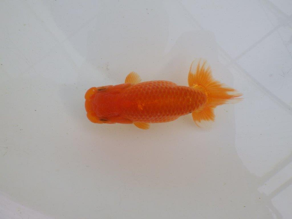 【岐阜超フンタンブリーダー】種にもお勧めの明け二歳らんちゅう 約12,5㎝ メス？