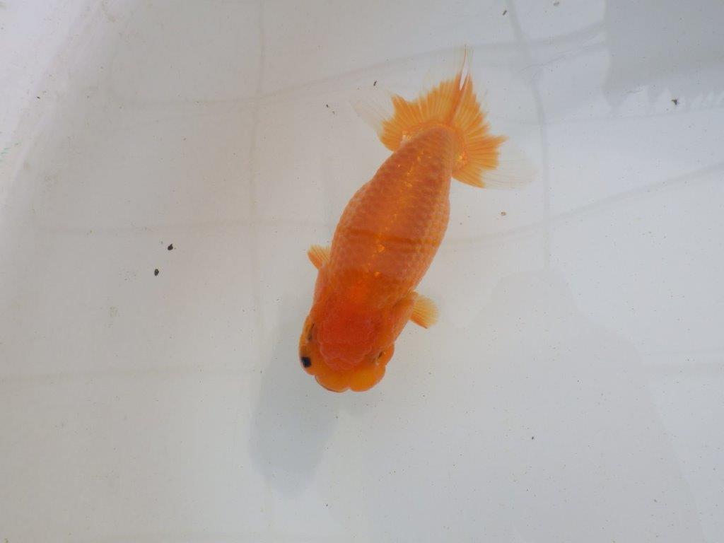 【岐阜超フンタンブリーダー】横見がお勧め水槽映え明け二歳らんちゅう 約12㎝ オス？