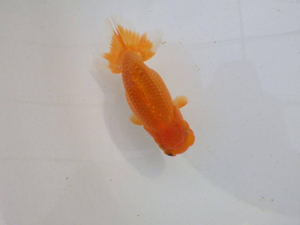 【岐阜超フンタンブリーダー】横見がお勧め水槽映え明け二歳らんちゅう 約12㎝ オス？