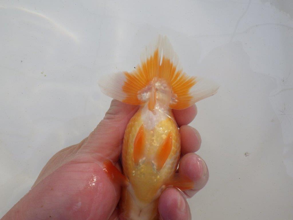 【岐阜超フンタンブリーダー】横見がお勧め水槽映え明け二歳らんちゅう 約12㎝ オス？