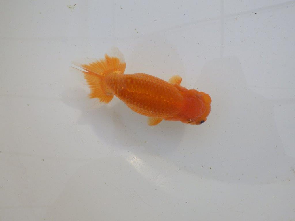 【岐阜超フンタンブリーダー】横見がお勧め水槽映え明け二歳らんちゅう 約12㎝ オス？