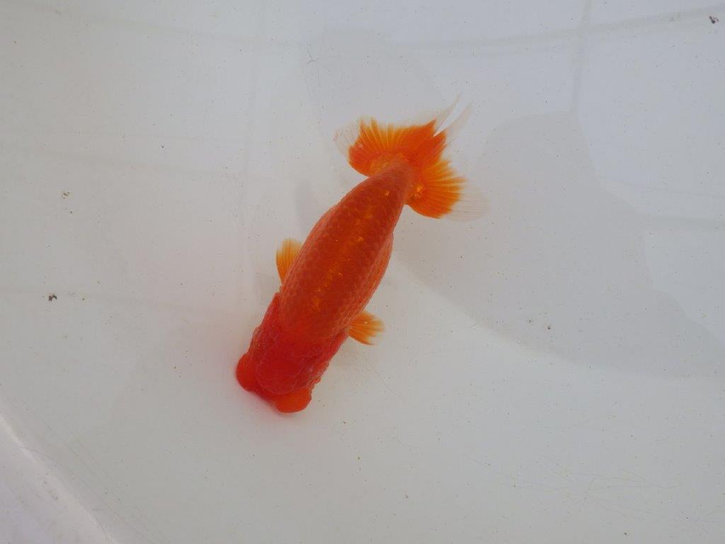 【岐阜超フンタンブリーダー】上見も横見も種にも勧め明け二歳らんちゅう 約12㎝