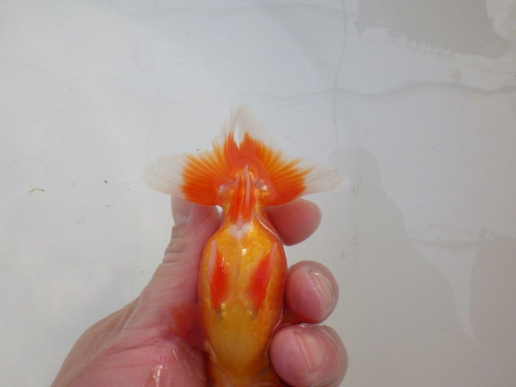 【岐阜超フンタンブリーダー】上見も横見も種にも勧め明け二歳らんちゅう 約12㎝