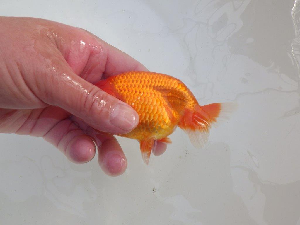 【岐阜超フンタンブリーダー】上見も横見も種にも勧め明け二歳らんちゅう 約12㎝