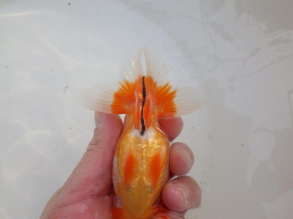 【岐阜超フンタンブリーダー】素晴らしい尾の雰囲気！明け二歳らんちゅう 約13㎝