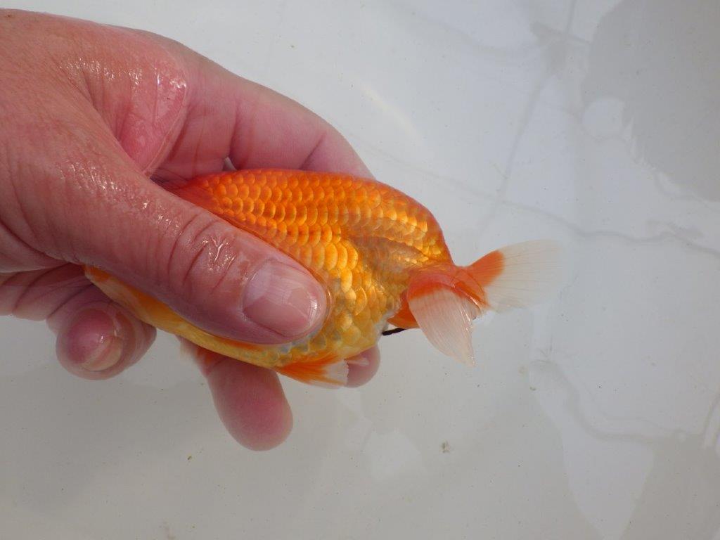 【岐阜超フンタンブリーダー】素晴らしい尾の雰囲気！明け二歳らんちゅう 約13㎝