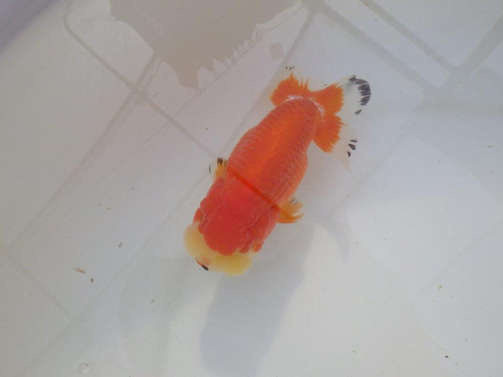 【岐阜超フンタンブリーダー】ご鑑賞お勧め可愛い更紗明け二歳らんちゅう 約13㎝ メス？