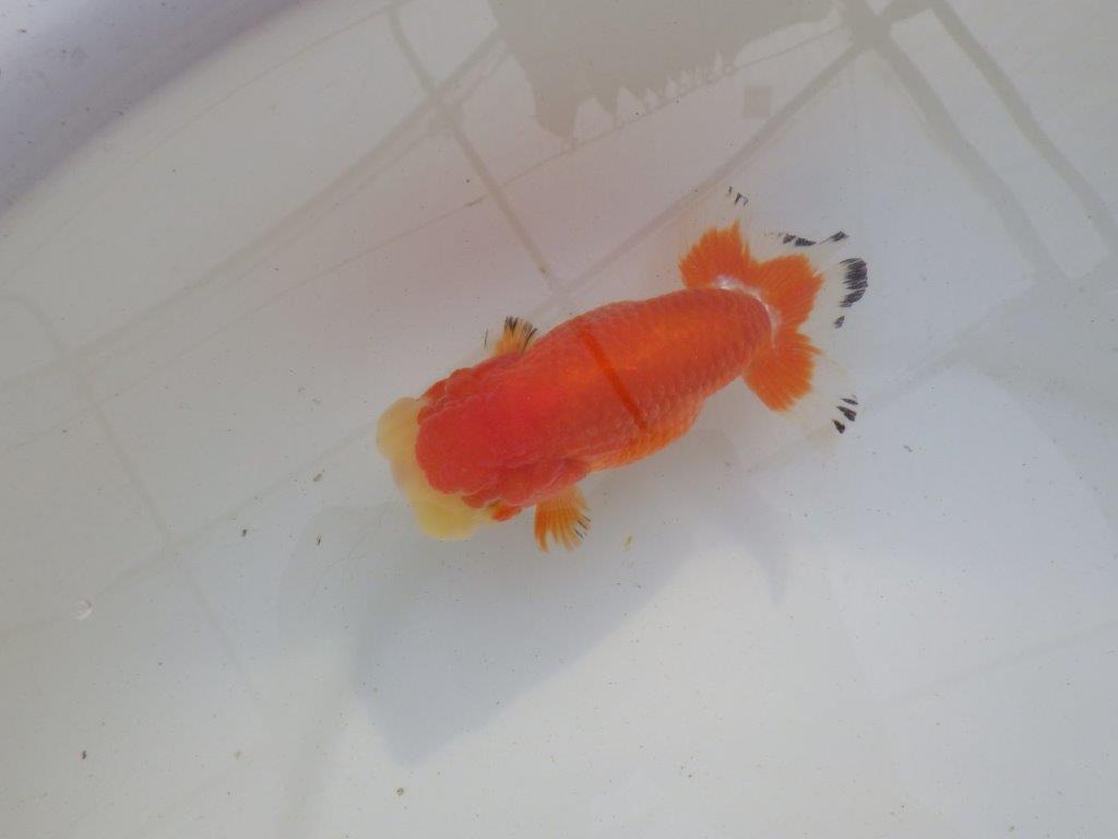 【岐阜超フンタンブリーダー】ご鑑賞お勧め可愛い更紗明け二歳らんちゅう 約13㎝ メス？