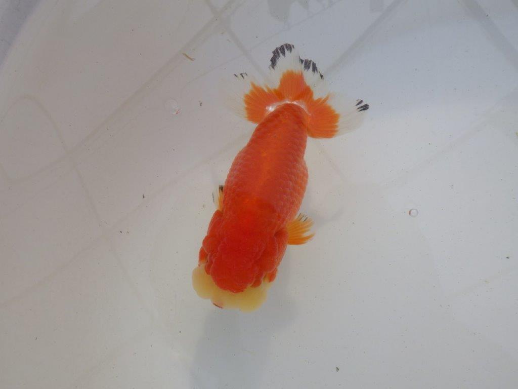 【岐阜超フンタンブリーダー】ご鑑賞お勧め可愛い更紗明け二歳らんちゅう 約13㎝ メス？