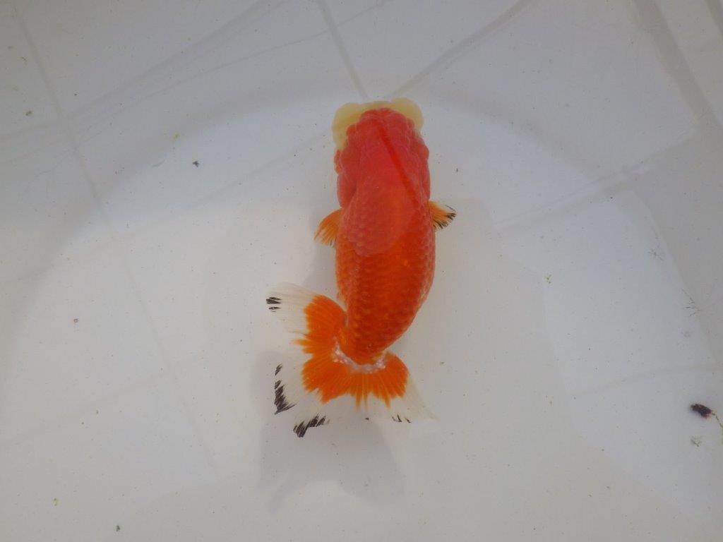 【岐阜超フンタンブリーダー】ご鑑賞お勧め可愛い更紗明け二歳らんちゅう 約13㎝ メス？