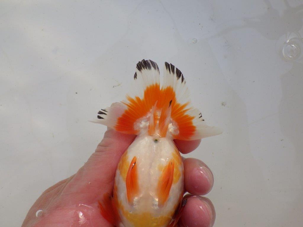 【岐阜超フンタンブリーダー】ご鑑賞お勧め可愛い更紗明け二歳らんちゅう 約13㎝ メス？