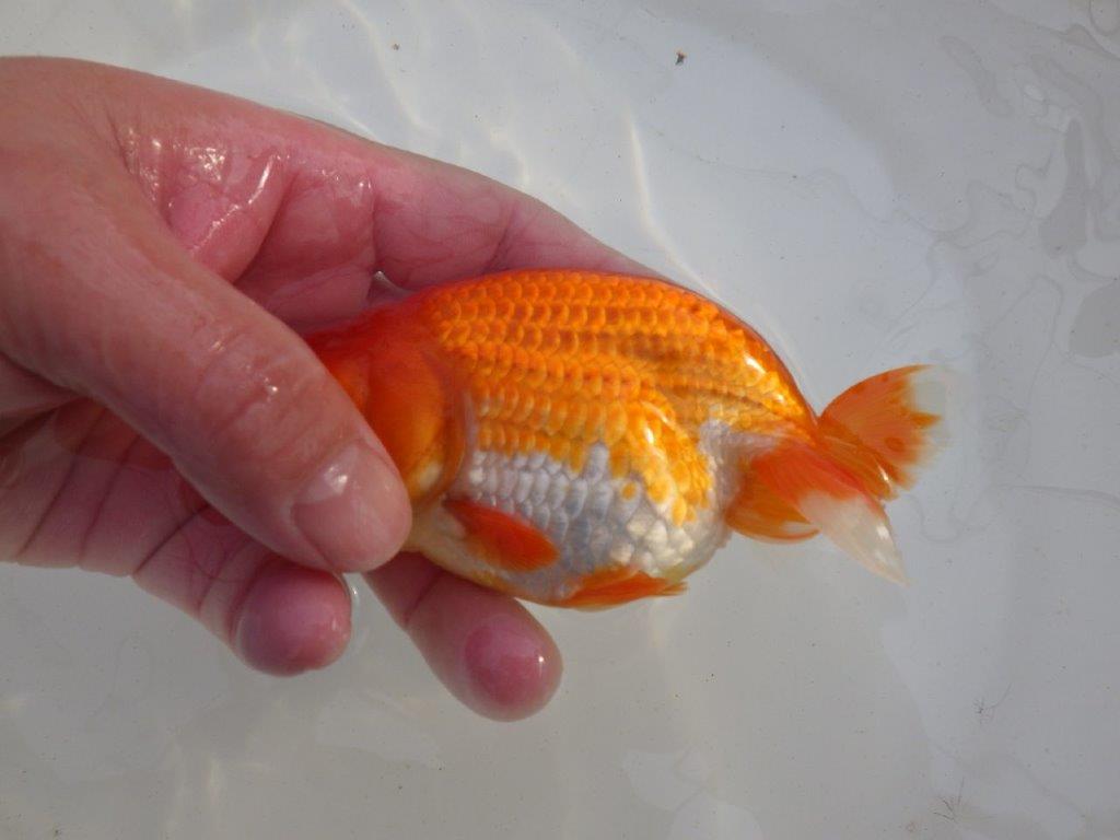 【岐阜超フンタンブリーダー】素晴らしいフンタン！明け二歳らんちゅう 約12,5㎝ メス？