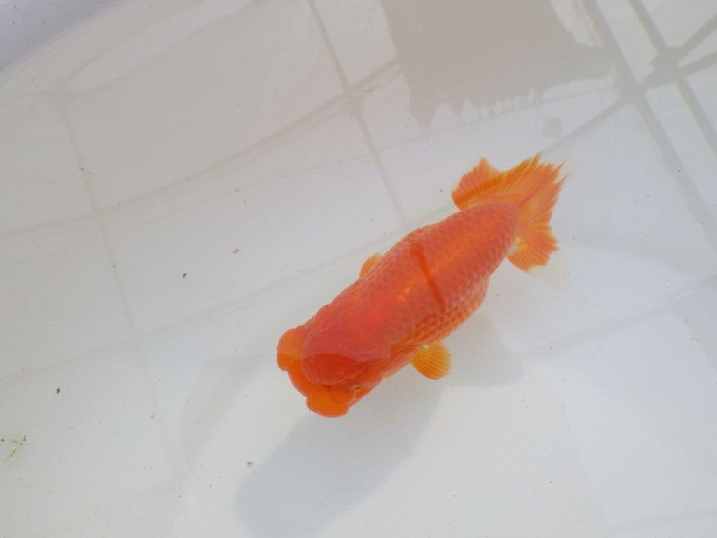 【岐阜超フンタンブリーダー】素晴らしいフンタン！明け二歳らんちゅう 約12,5㎝ メス？