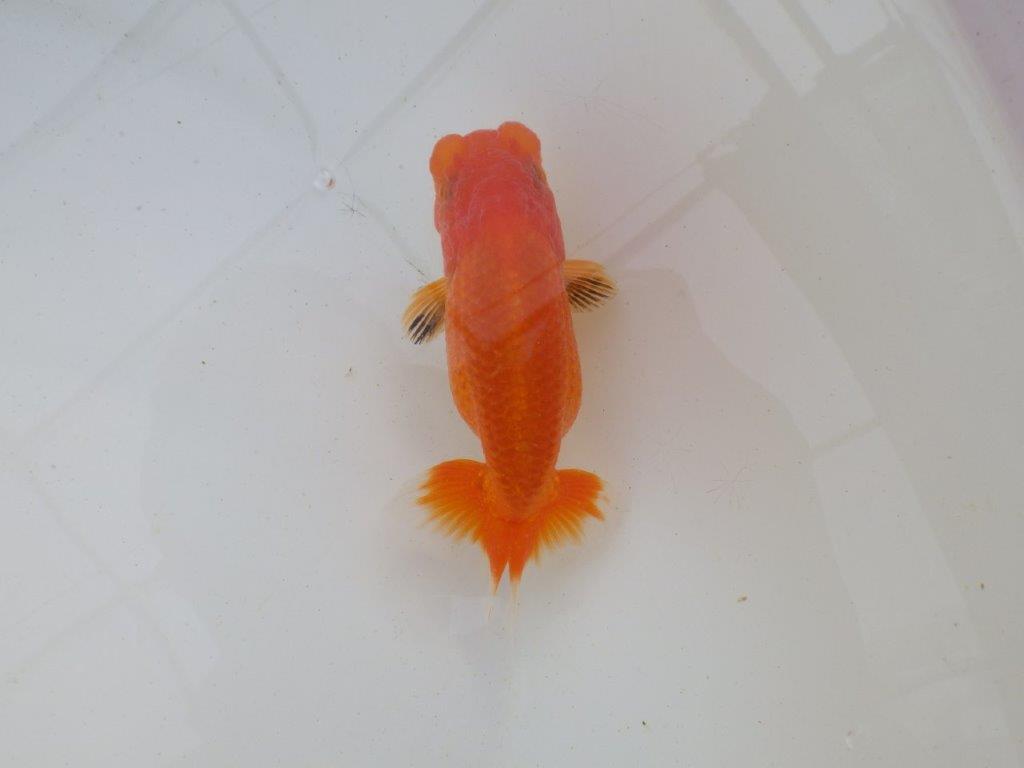 【岐阜超フンタンブリーダー】目指せサイズアップ！明け二歳らんちゅう 約11㎝ メス？