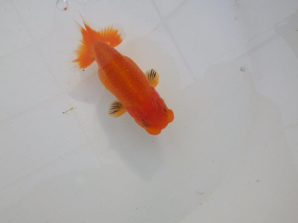 【岐阜超フンタンブリーダー】目指せサイズアップ！明け二歳らんちゅう 約11㎝ メス？