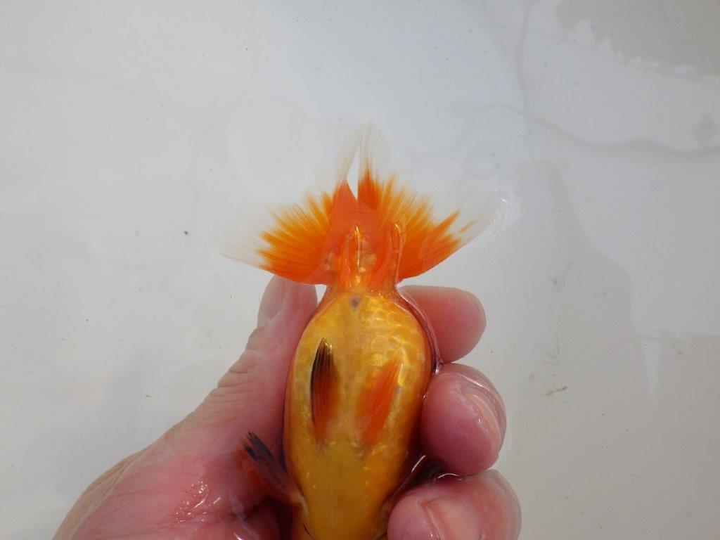 【岐阜超フンタンブリーダー】目指せサイズアップ！明け二歳らんちゅう 約11㎝ メス？