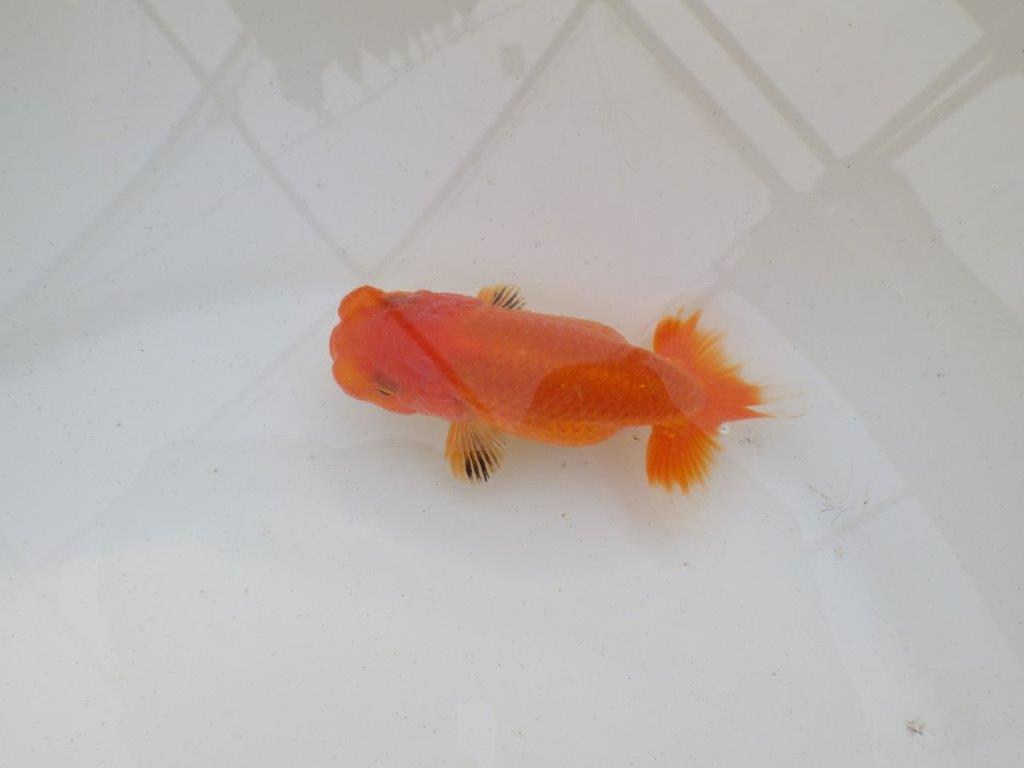 【岐阜超フンタンブリーダー】目指せサイズアップ！明け二歳らんちゅう 約11㎝ メス？