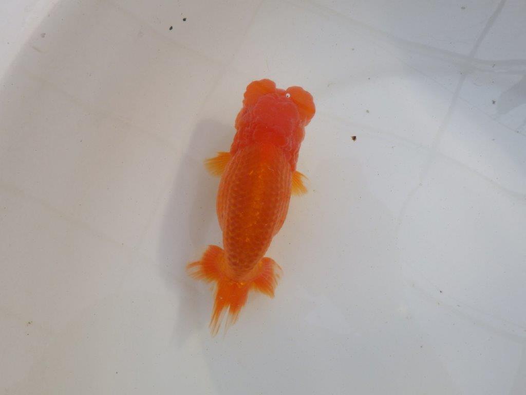 【岐阜超フンタンブリーダー】タネにお使い頂きたいフンタン明け二歳らんちゅう 約14,5㎝ メス？