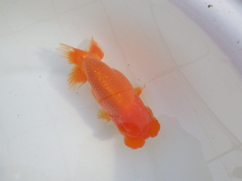 【岐阜超フンタンブリーダー】タネにお使い頂きたいフンタン明け二歳らんちゅう 約14,5㎝ メス？