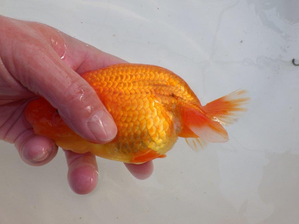 【岐阜超フンタンブリーダー】タネにお使い頂きたいフンタン明け二歳らんちゅう 約14,5㎝ メス？