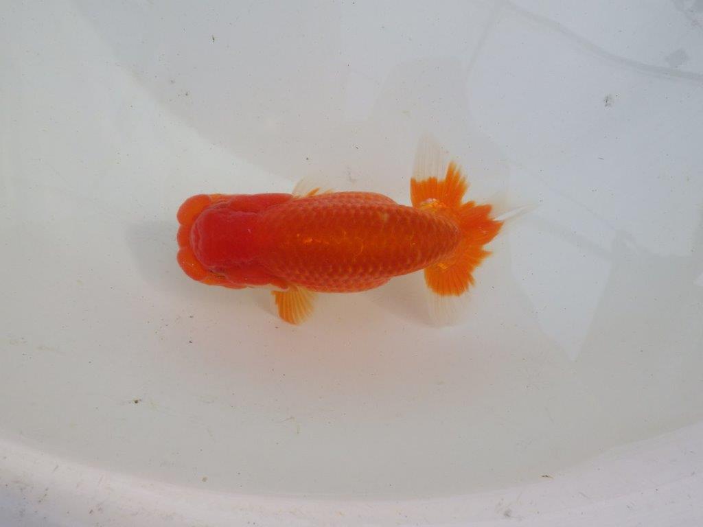 【岐阜超フンタンブリーダー】飼い込みお勧め明け二歳らんちゅう 約13㎝ オス？