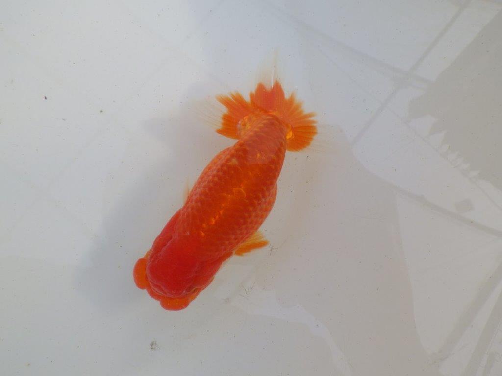 【岐阜超フンタンブリーダー】飼い込みお勧め明け二歳らんちゅう 約13㎝ オス？