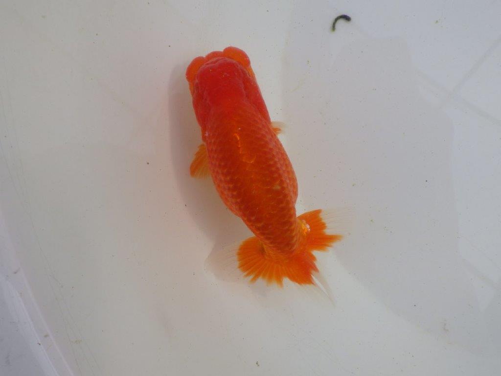 【岐阜超フンタンブリーダー】飼い込みお勧め明け二歳らんちゅう 約13㎝ オス？