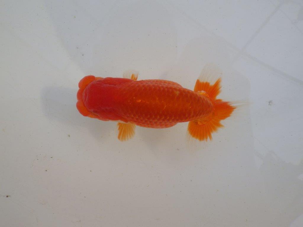 【岐阜超フンタンブリーダー】飼い込みお勧め明け二歳らんちゅう 約13㎝ オス？