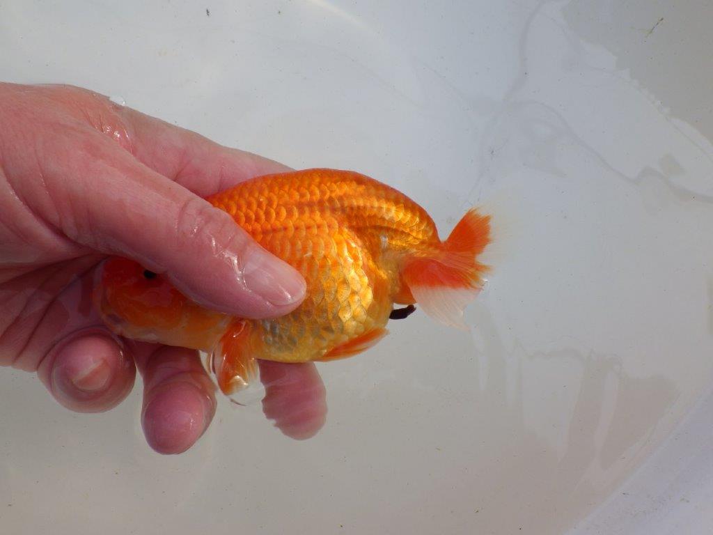 【岐阜超フンタンブリーダー】飼い込みお勧め明け二歳らんちゅう 約13㎝ オス？