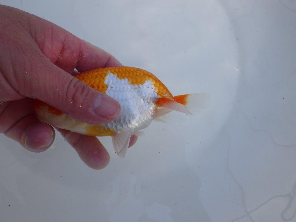 頭が良く尾型、構えの良い更紗　明け二歳らんちゅう　約13㎝ オス【全国大会　東大関　獲得ブリーダー様】