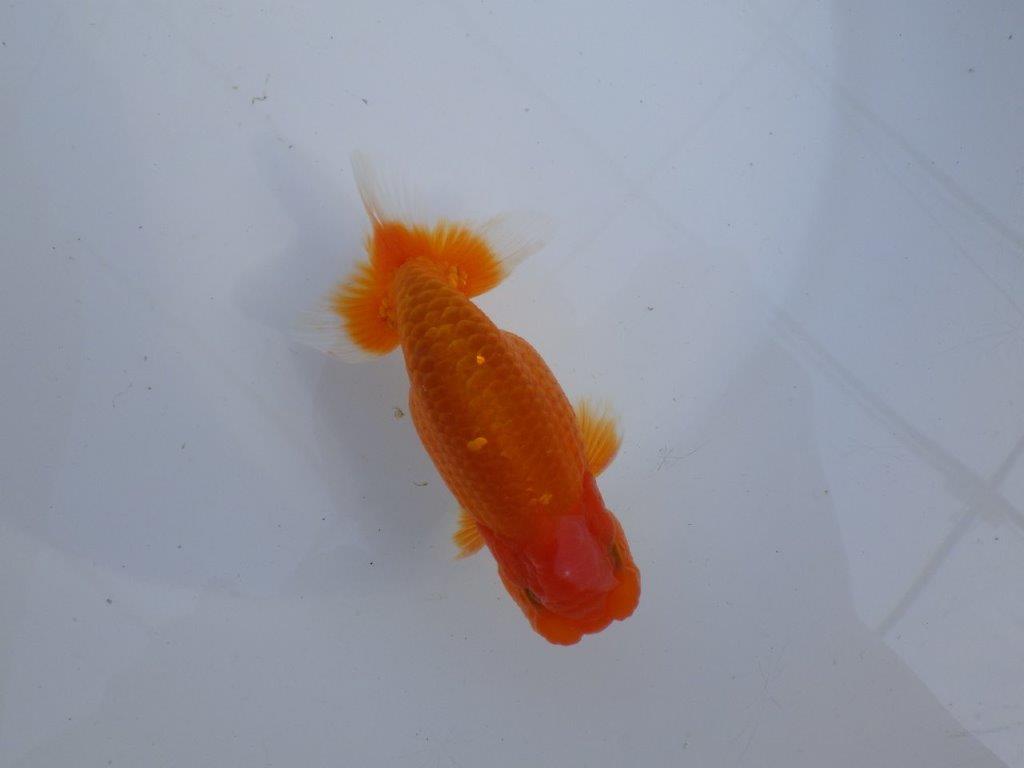 素晴らしい尾型、尾構えで背も綺麗　明け二歳らんちゅう　約12,5㎝ オス【全国大会　東大関　獲得ブリーダー様】の上身