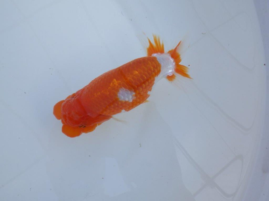 フンタン更紗らんちゅう　尾を確認してください　明け二歳らんちゅう　約15㎝ オス【全国大会　東大関　獲得ブリーダー様】の上身