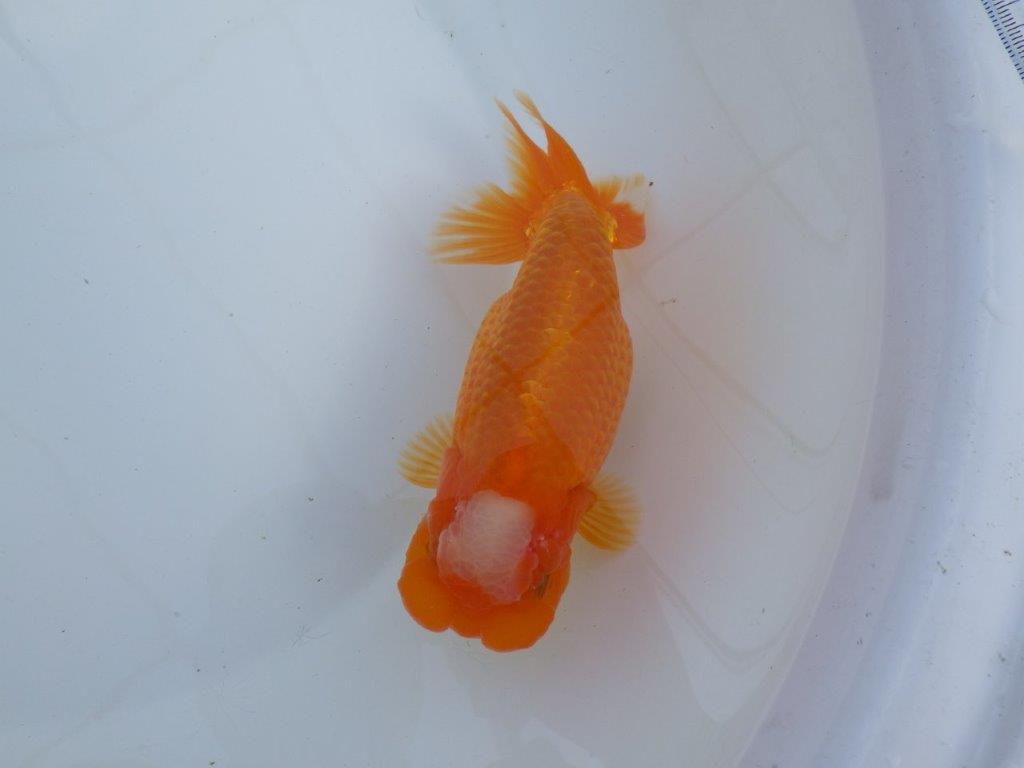 大窓柄の迫力ある魚　明け二歳らんちゅう　約16,５㎝ メス【全国大会　東大関　獲得ブリーダー様】