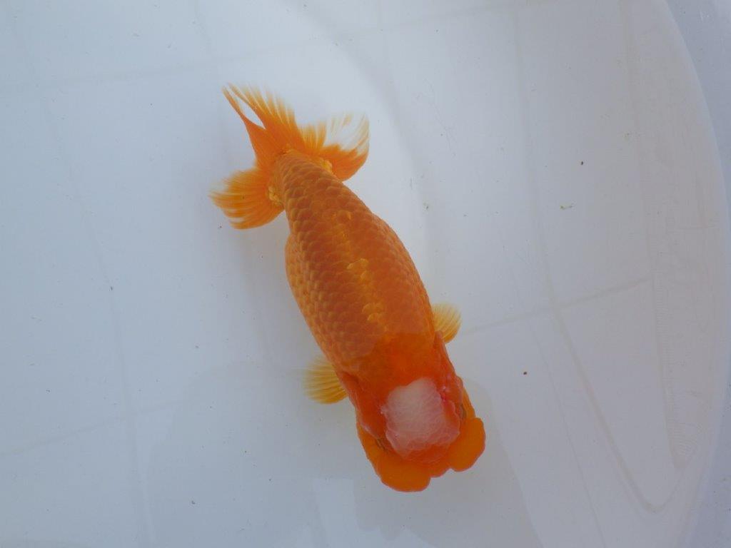大窓柄の迫力ある魚　明け二歳らんちゅう　約16,５㎝ メス【全国大会　東大関　獲得ブリーダー様】の上身