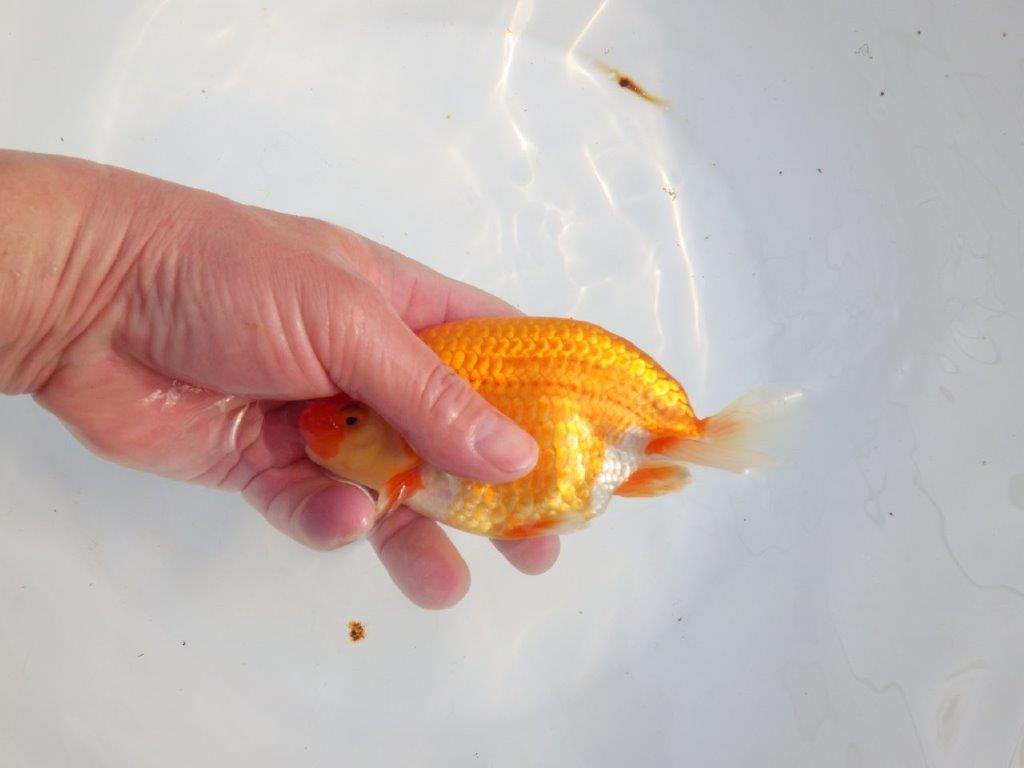 【浜松　津島　喜至　氏】タネにお勧め系統　A　約15,5㎝ オス？