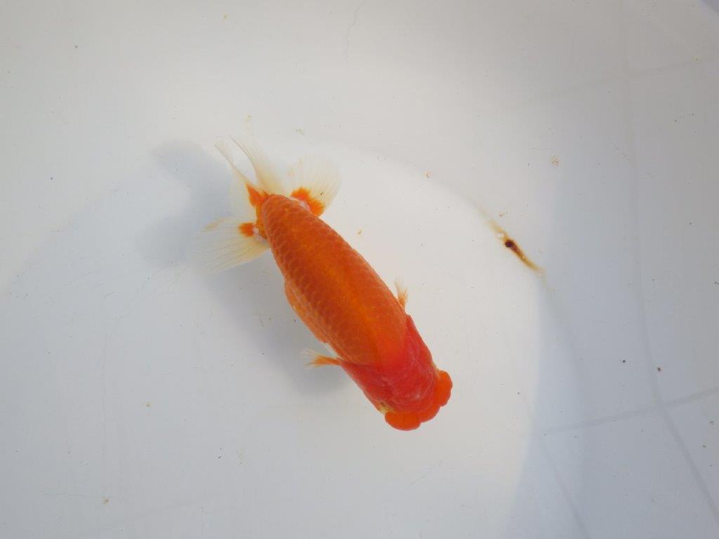 【浜松　津島　喜至　氏】タネにお勧め系統　A　約15,5㎝ オス？