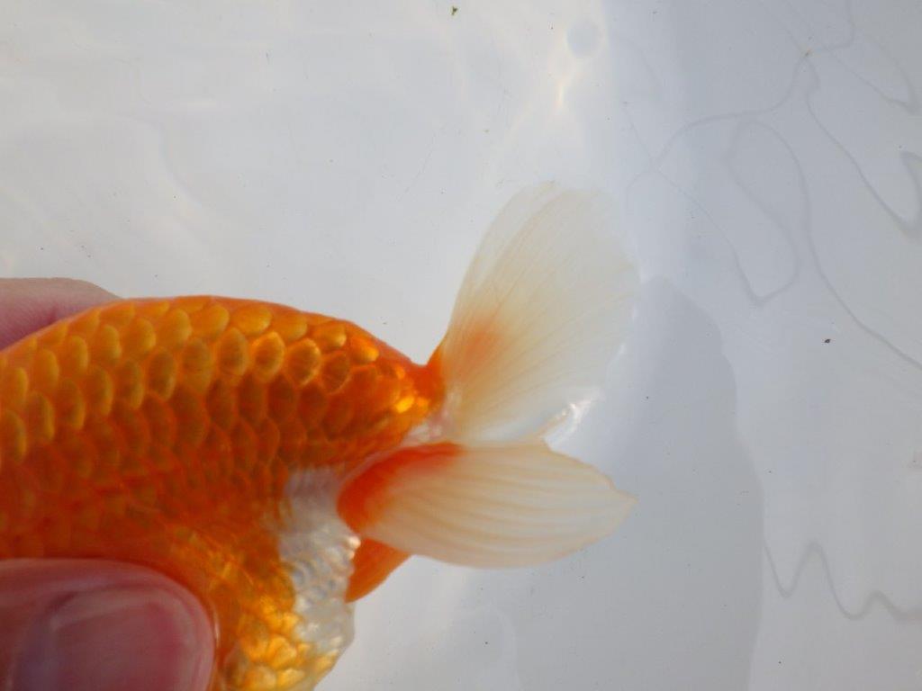 【浜松　津島　喜至　氏】タネにお勧め系統　A　約15,5㎝ オス？