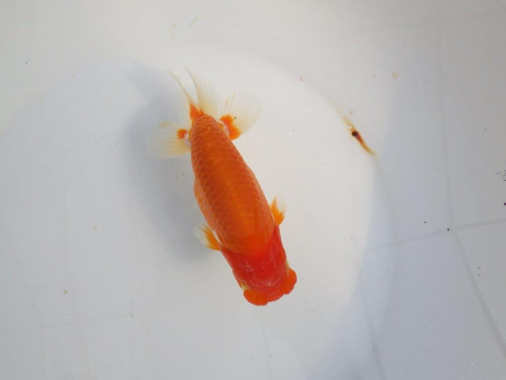 【浜松　津島　喜至　氏】タネにお勧め系統　A　約15,5㎝ オス？