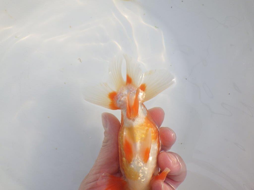 【浜松　津島　喜至　氏】タネにお勧め系統　A　約15,5㎝ オス？