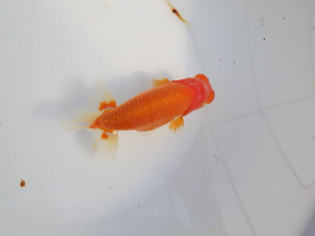 【浜松　津島　喜至　氏】タネにお勧め系統　A　約15,5㎝ オス？