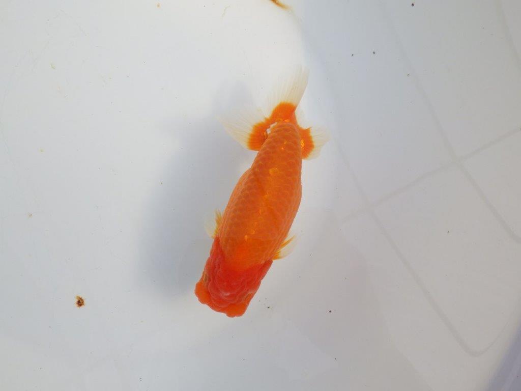 【浜松 津島 喜至 氏】タネにお勧め系統 B 約15,5㎝ オス?