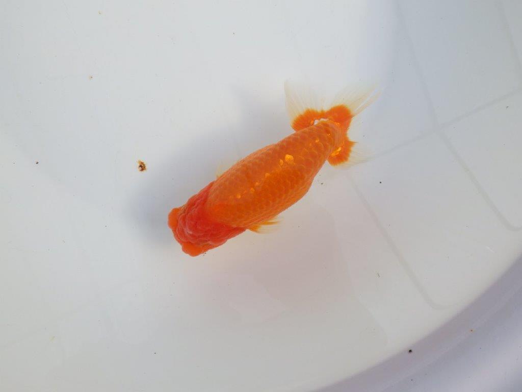 【浜松 津島 喜至 氏】タネにお勧め系統 B 約15,5㎝ オス?