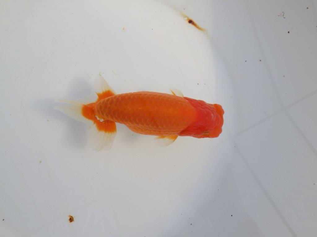 【浜松　津島　喜至　氏】タネにお勧め系統　B　約15,5㎝ オス？の上身