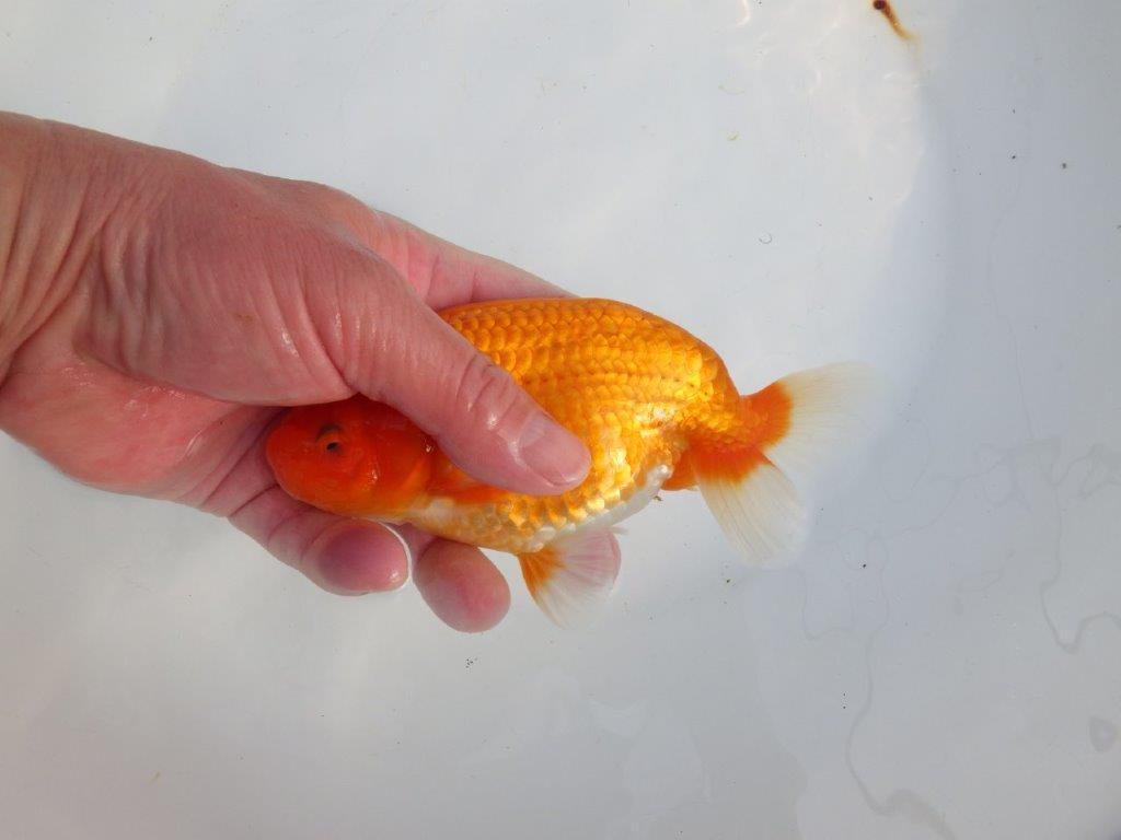 【浜松 津島 喜至 氏】タネにお勧め系統 B 約15,5㎝ オス?