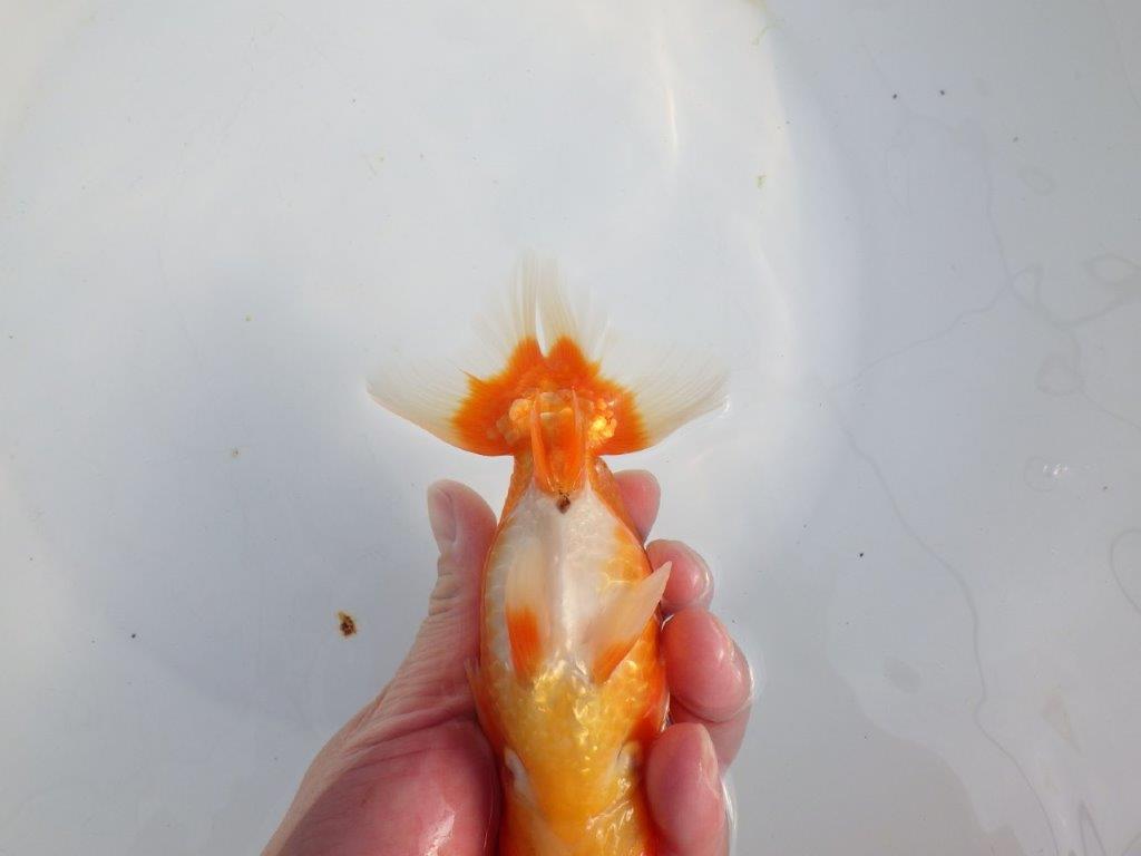 【浜松 津島 喜至 氏】タネにお勧め系統 B 約15,5㎝ オス?