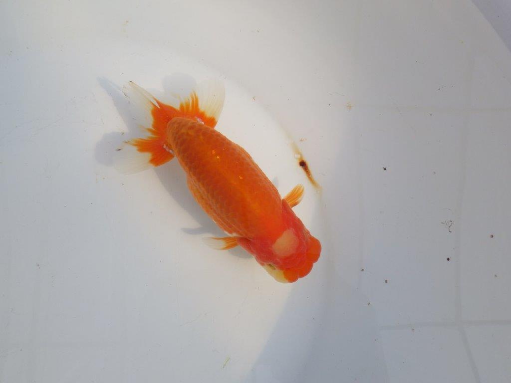 【浜松 津島 喜至 氏】タネにお勧め系統 C 約15㎝ オス?