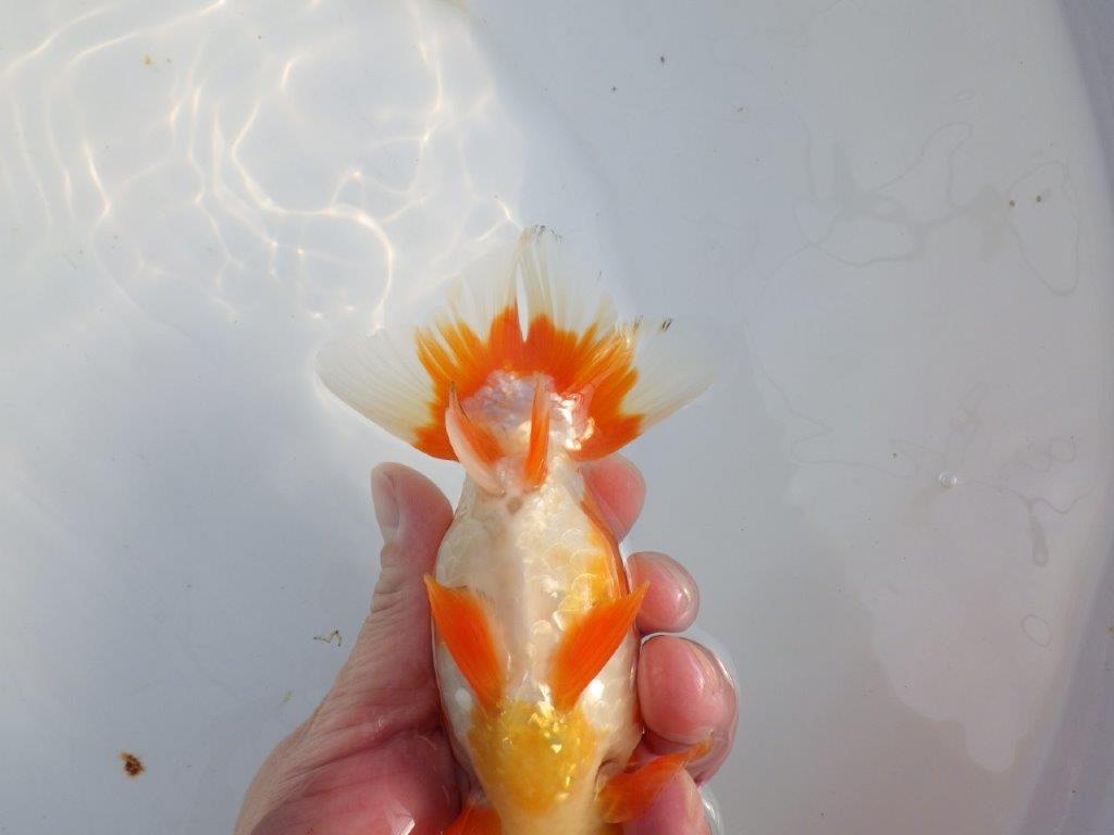 【浜松 津島 喜至 氏】タネにお勧め系統 C 約15㎝ オス?