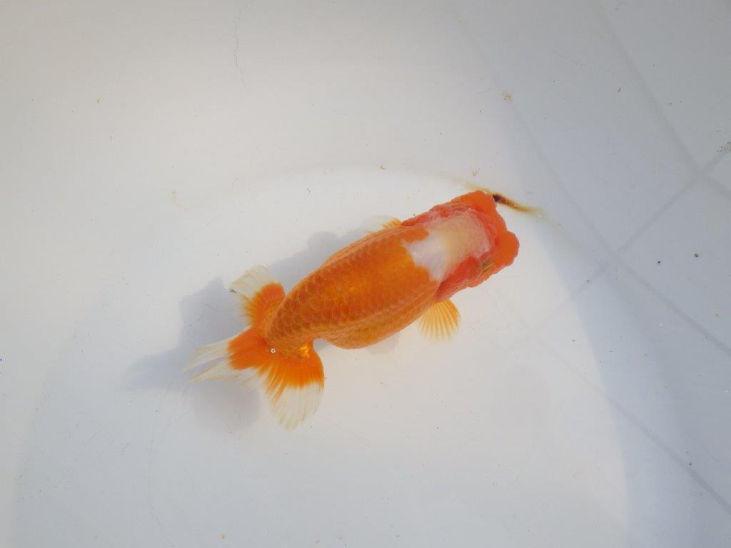 【浜松 津島 喜至 氏】タネにお勧め系統 D 約14㎝ メス?