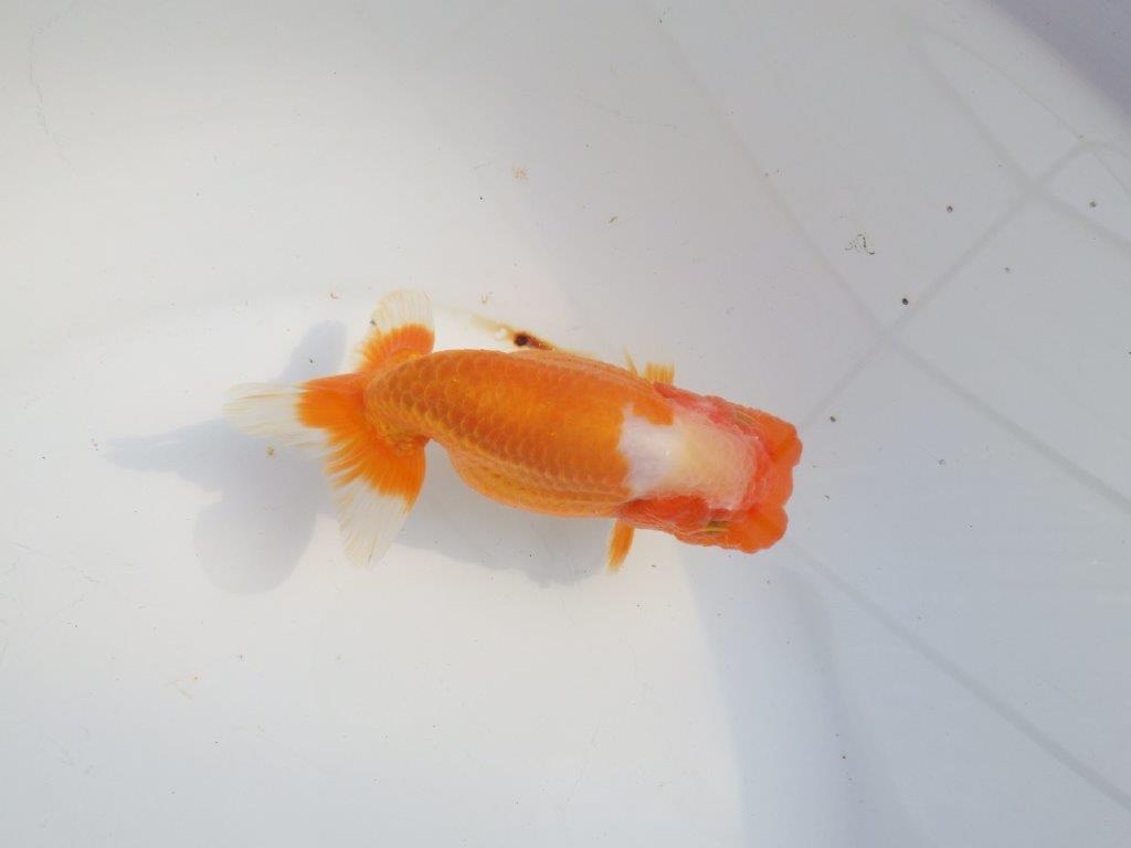 【浜松 津島 喜至 氏】タネにお勧め系統 D 約14㎝ メス?