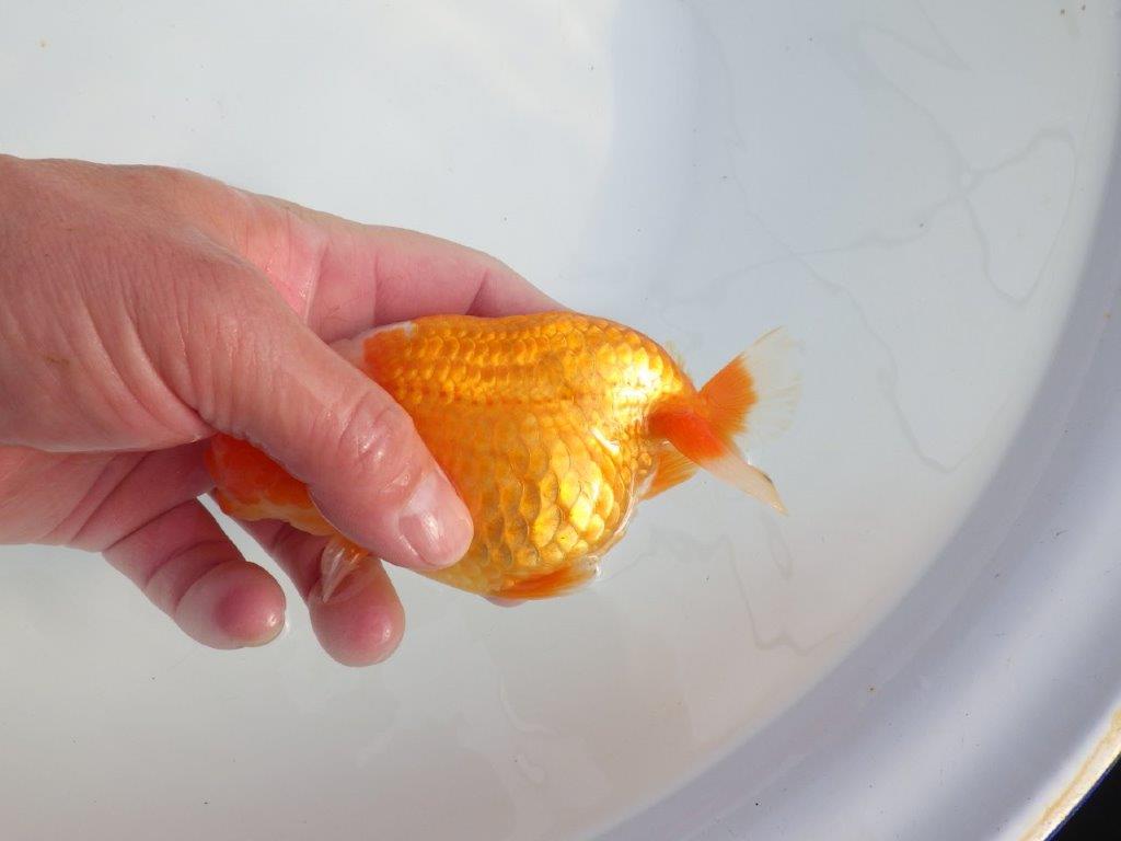 【浜松 津島 喜至 氏】タネにお勧め系統 D 約14㎝ メス?